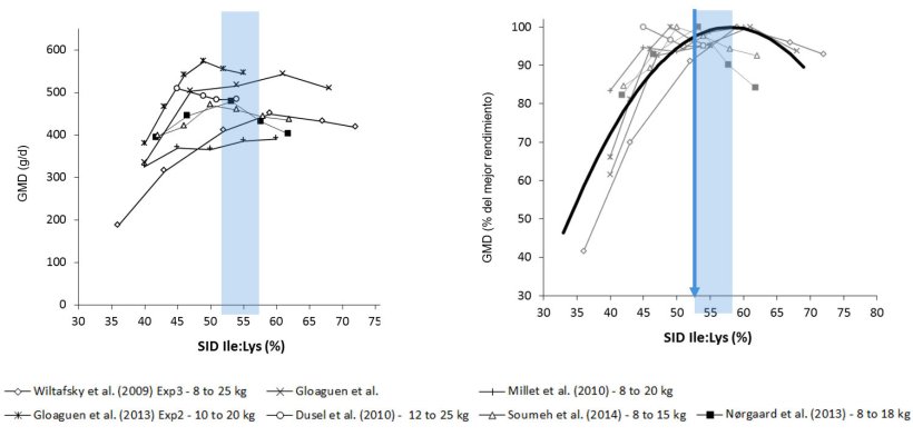 Figura 1: Resultados del crecimiento en lechones obtenidos en distintos estudios según distintos ratio Ile:Lys DIS . El crecimiento se expresa en valor absoluto o como porcentaje del mejor crecimiento. Fuente: Ajinomoto Animal Nutrition Europe